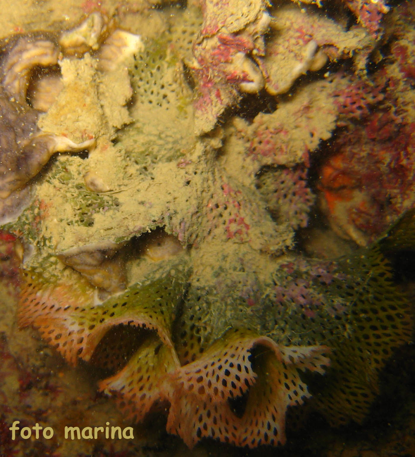 fango